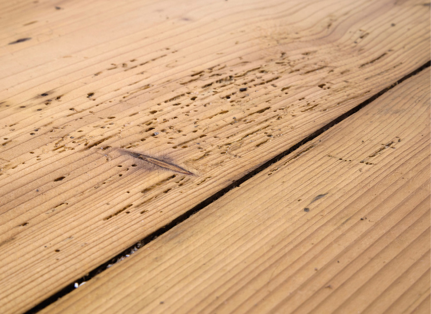 Noch nutzbar: Trotz Borkenkäfer­befall findet das Holzhandwerk innovative Lösungen.