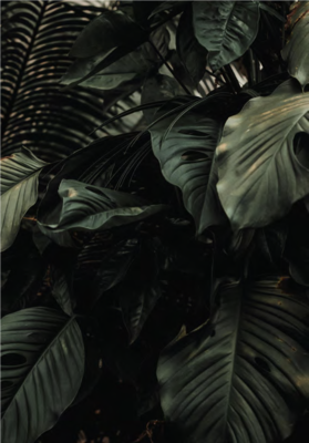 Wahrlich ein Dschungel: Einen umfassenden Überblick über die Berufliche Orientierung in den Bundesländern könne man kaum haben, da fortlaufend neue Maßnahmen auf Landes-, Bundesund EU-Ebene hinzukämen, so Berufsorientierungsforscher Tim Brüggemann.